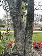 Ceiba insignis