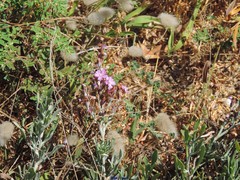 Limoniastrum monopetalum