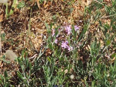 Limoniastrum monopetalum