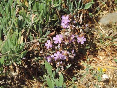 Limoniastrum monopetalum