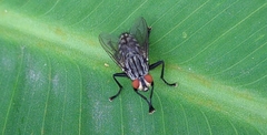 Diptera