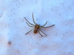 Philodromus rufus