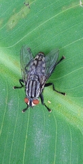 Diptera