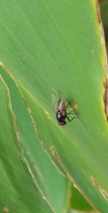 Diptera