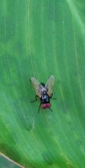 Diptera