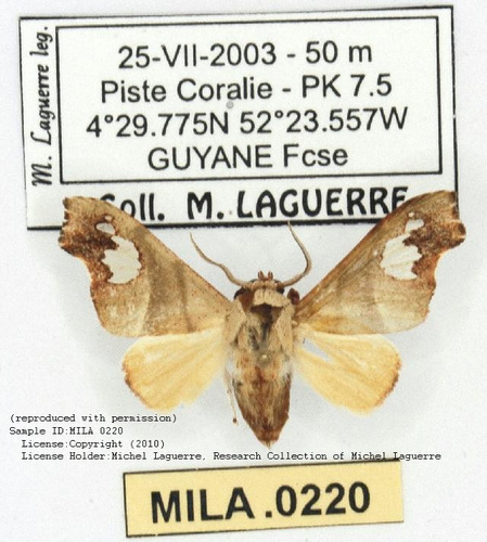 Zatrephes elegans