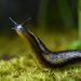 Arion Slugs - Photo (c) corndog, some rights reserved (CC BY-NC), uploaded by corndog