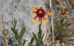 Gaillardia coahuilensis