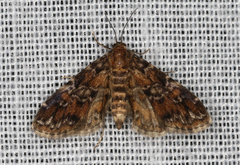 Elophila responsalis