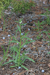 Cryptantha pterocarya pterocarya