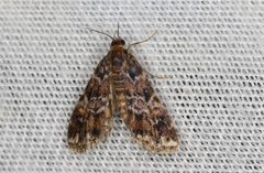Elophila responsalis