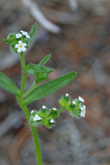Cryptantha pterocarya pterocarya