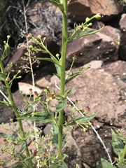 Scrophularia desertorum