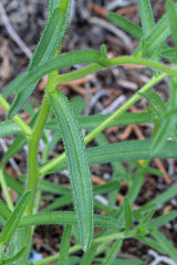 Cryptantha pterocarya pterocarya