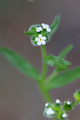 Cryptantha pterocarya pterocarya