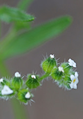 Cryptantha pterocarya pterocarya