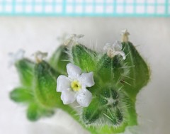 Cryptantha pterocarya pterocarya