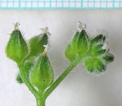 Cryptantha pterocarya pterocarya
