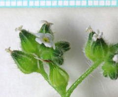 Cryptantha pterocarya pterocarya