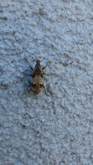 Bothynoderes affinis