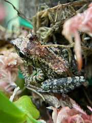 Guibemantis