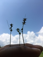 Carex texensis
