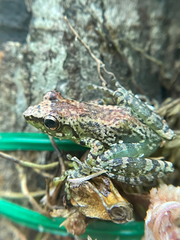 Guibemantis