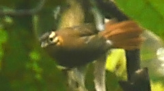 Philydor atricapillus