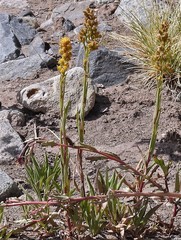 Solidago argentinensis