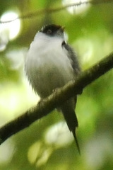 Ilicura militaris