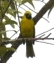 Caryothraustes canadensis