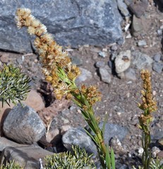 Solidago argentinensis