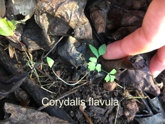 Corydalis incisa