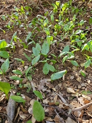 Erythronium multiscapideum