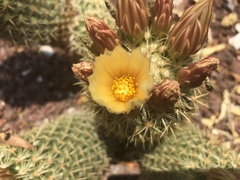 Coryphantha erecta