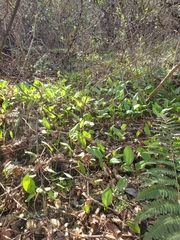 Erythronium multiscapideum