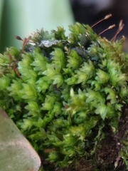Fissidens bryoides