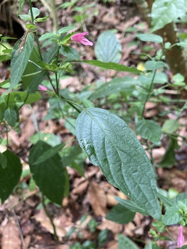 Dicliptera krugii