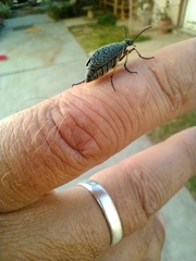 Epicauta maculata-group