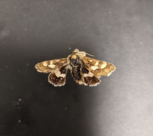 iNaturalist observation photo of Small Heliothodes Moth