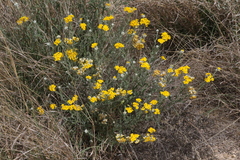 Psilostrophe gnaphalodes