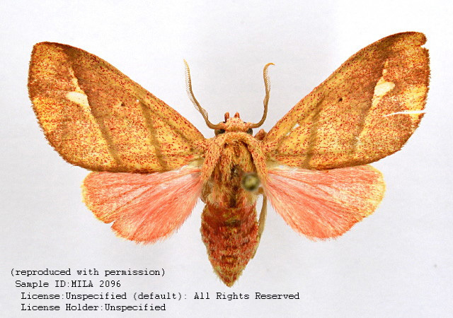 Zatrephes amoena