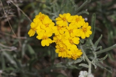 Psilostrophe gnaphalodes