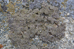 Willeya diffractella