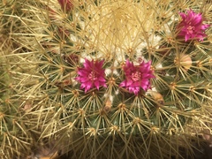 Mammillaria pringlei