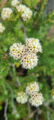 Phylica strigosa