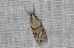 Scoparia plagiotis