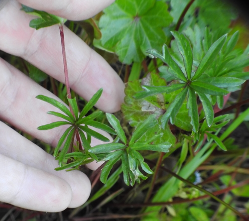 Pt. Reyes Checkerbloom foliage