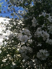 Malus