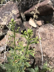 Scrophularia desertorum